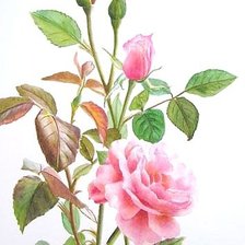 Схема вышивки «№21338»