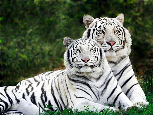 парочка белых тигров - животные - оригинал