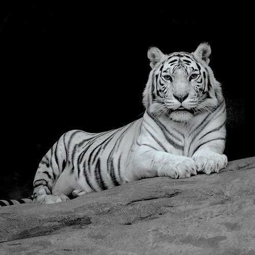 белый тигр - животные - оригинал