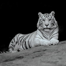 Оригинал схемы вышивки «белый тигр» (№21380)