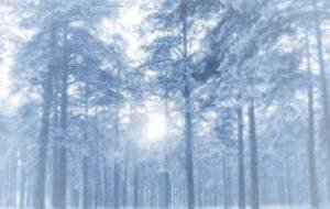 Зимний лес - зима, лес, природа - оригинал