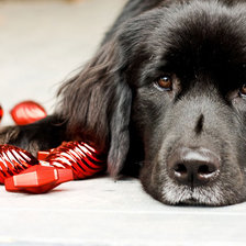 Схема вышивки «собака»