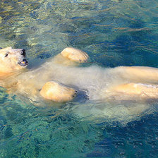 купающийся медведь