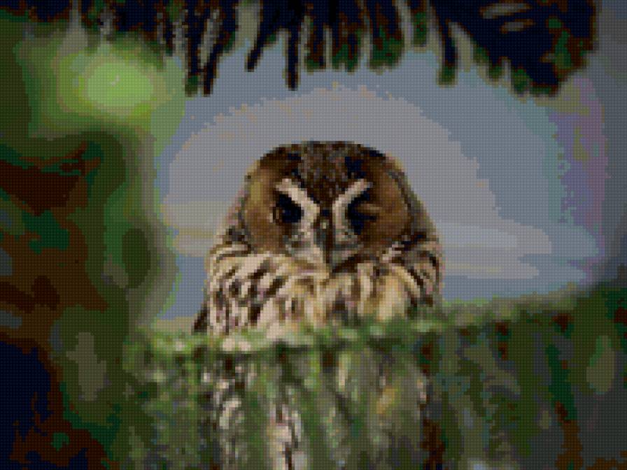 филин - птицы, филин - предпросмотр