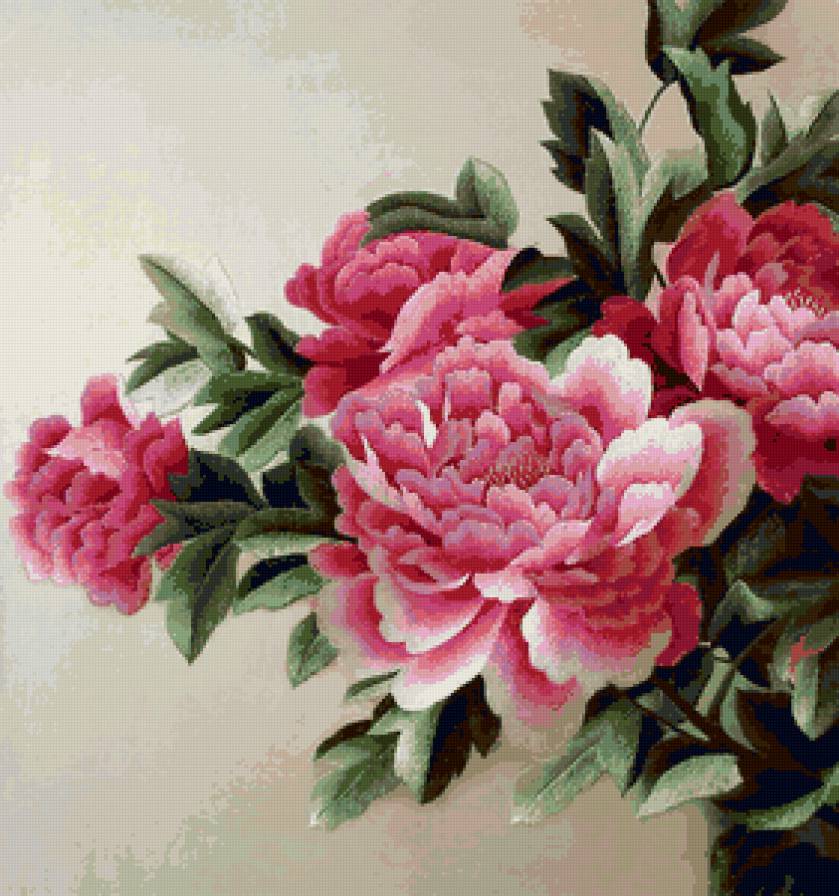 Пионы - цветы, букет, пионы - предпросмотр