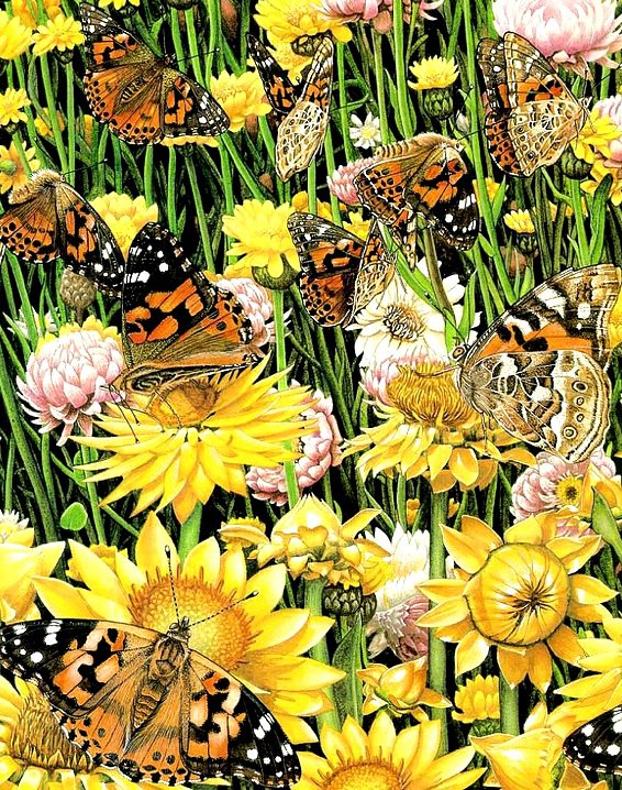 Бабочки5 - художник, lloyd-jones karen - оригинал