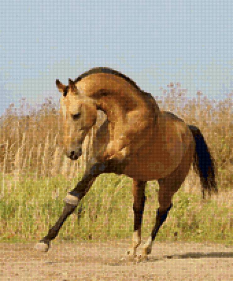 Красивый конь - лошадь, конь, животные - предпросмотр
