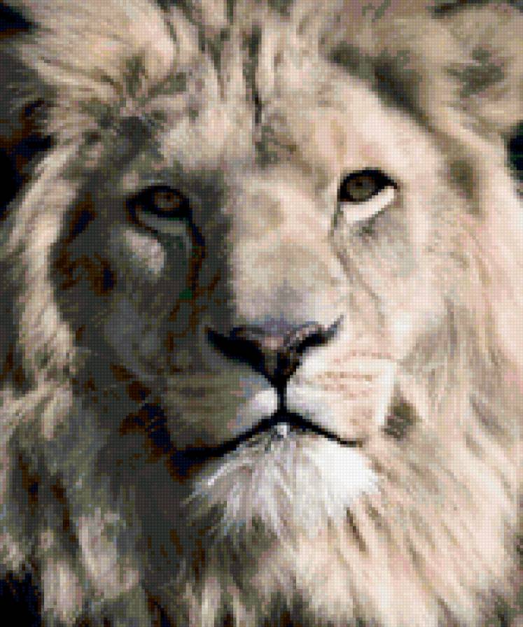 Лев - взгляд, лев, морда - предпросмотр