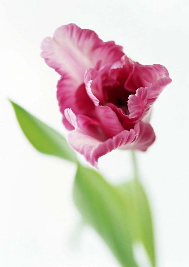 цветок - букет, цветы, тюльпан, природа - оригинал