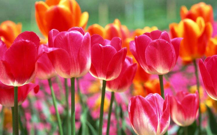тюльпаны - букет, цветы, тюльпан, природа - оригинал