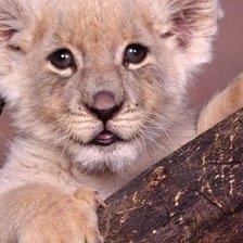 Схема вышивки «Тигренок»