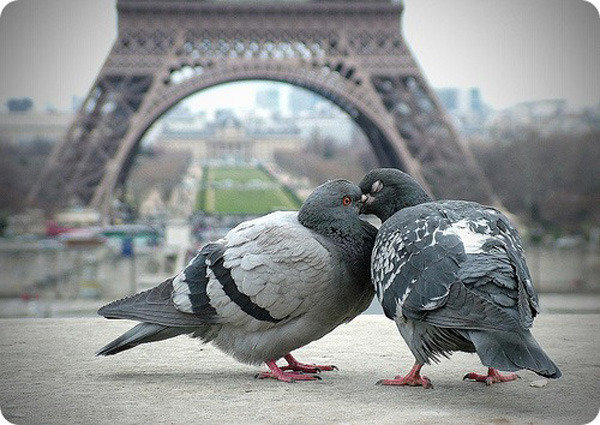 Поцелуй голубей в Париже - голуби, париж - оригинал