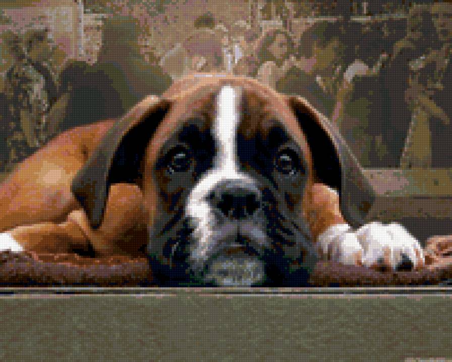 Пес - собаки - предпросмотр