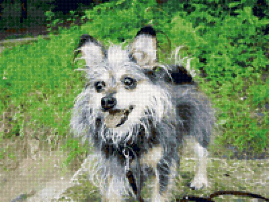 Собака - собаки - предпросмотр