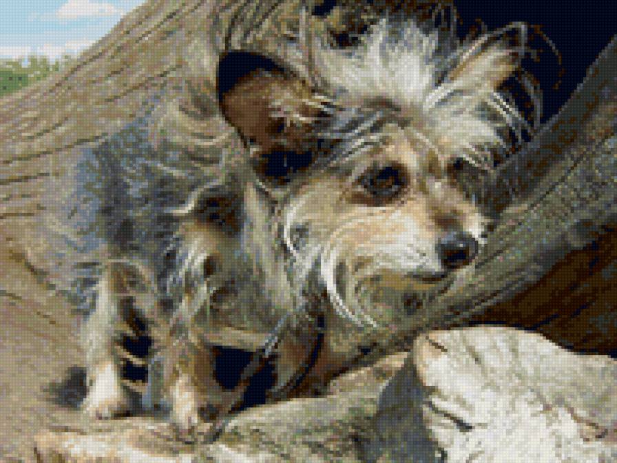 Пес - собаки - предпросмотр