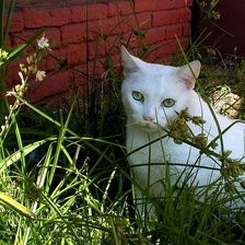 Схема вышивки «Киса»