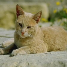 Схема вышивки «Киса»