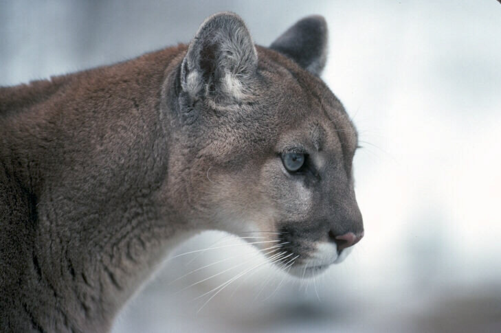 №22747 - животные - оригинал