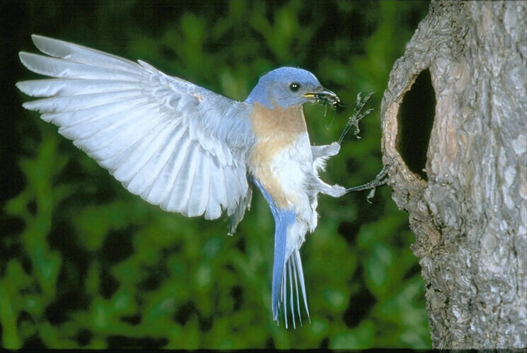 №22765 - птицы - оригинал