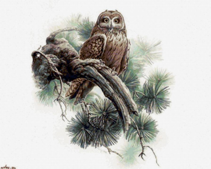 сова - птица, сова - предпросмотр