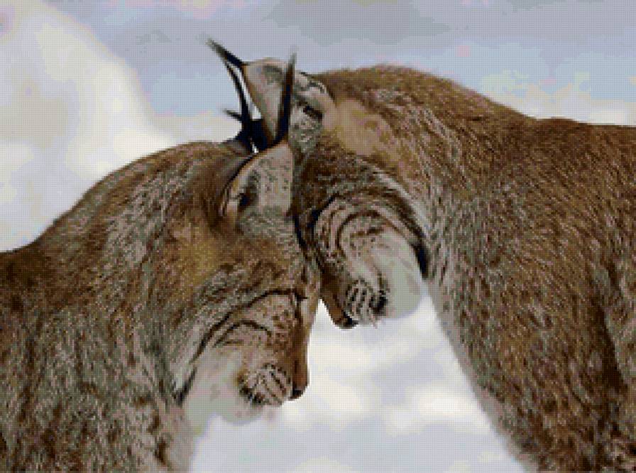 любовь - кошки, дикие кошки, кошка, рысь, пара, любовь - предпросмотр