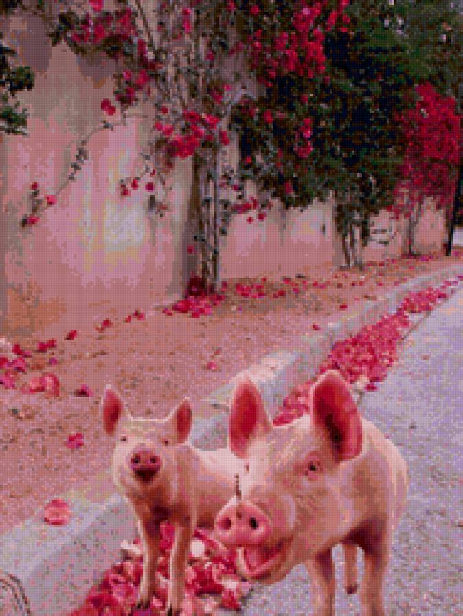 поросята - животные - предпросмотр