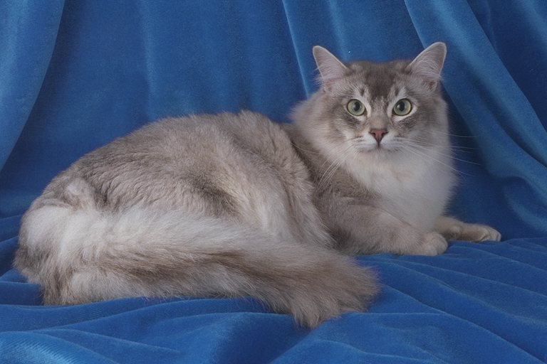 Киса - коты - оригинал