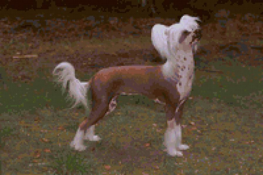 №23019 - собаки - предпросмотр