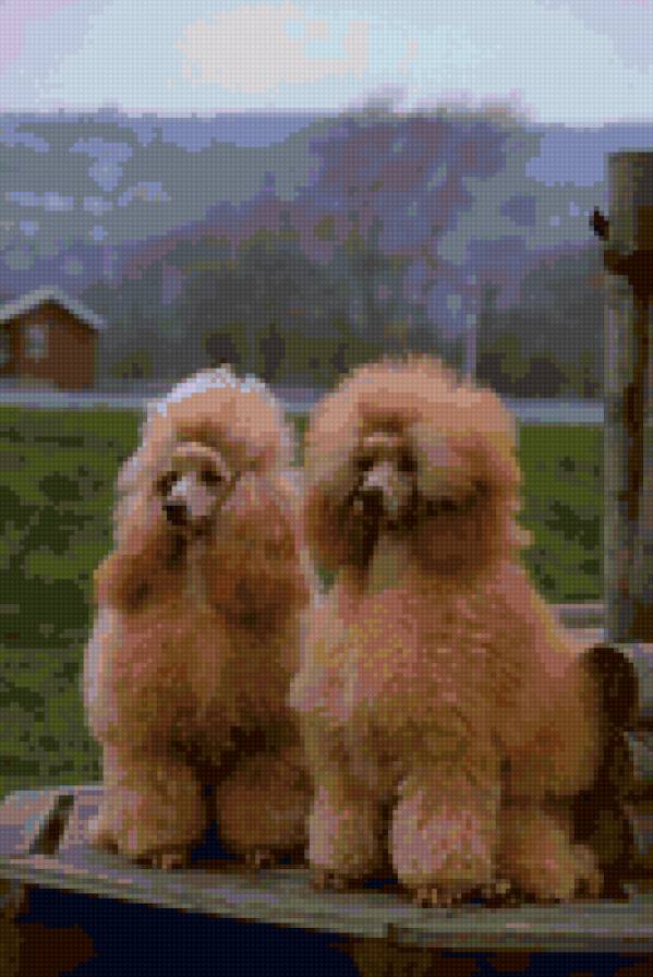 №23228 - собаки - предпросмотр