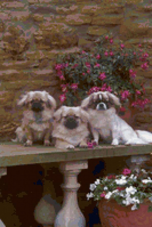 №23236 - собаки - предпросмотр