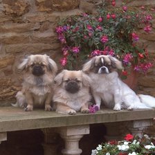 Схема вышивки «№23236»