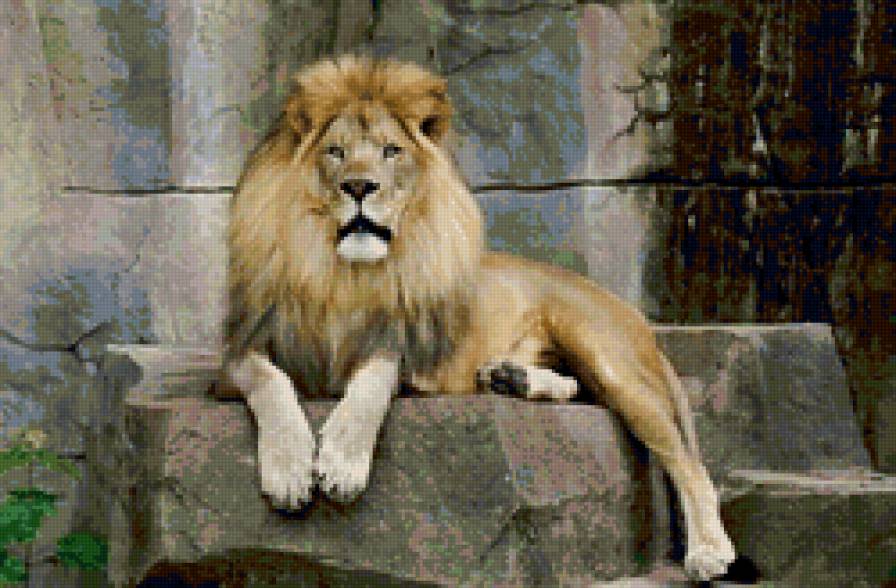 Царь - кошки, лев, животные, природа - предпросмотр