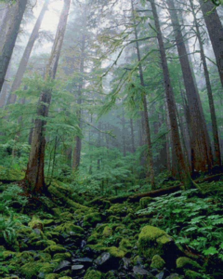 Лес - природа, лес, лето - предпросмотр