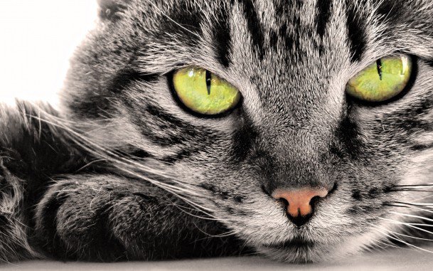 кот - оригинал