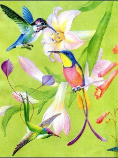 Райские птички - цветы, порхают, райские птички, колибри - оригинал