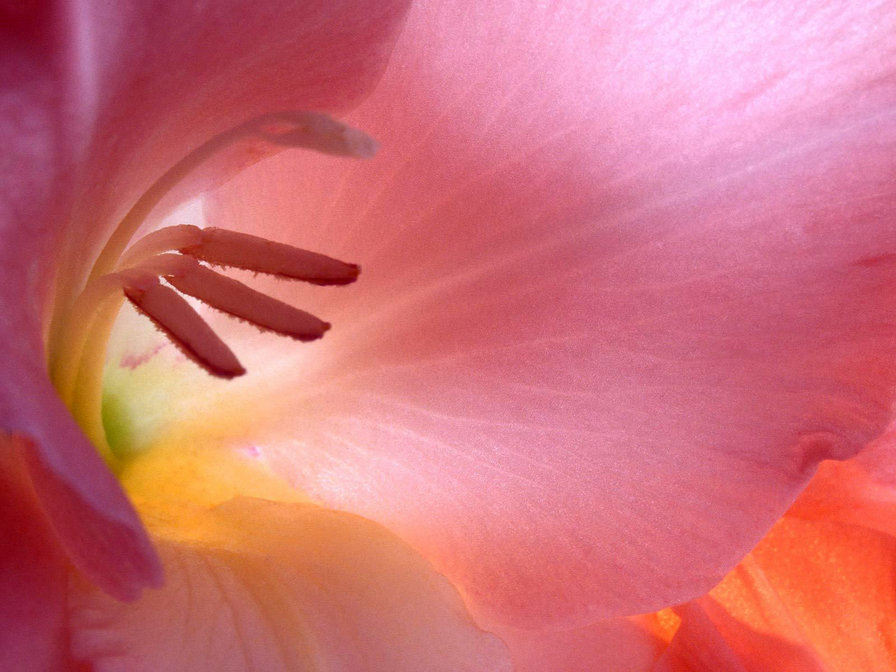 МакроЦветок - тычинки, лилия, цветок, крупно - оригинал