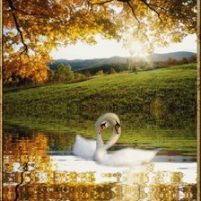 Лебеди осенью