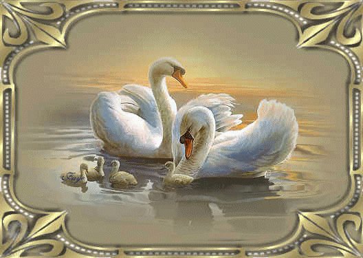 Лебединая семья - семья, пара, лебеди, любовь, вода - оригинал