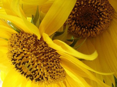 подсолнухи - подсолнух, цветы - оригинал