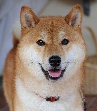 №6756745 - собака, пес, щенок - оригинал