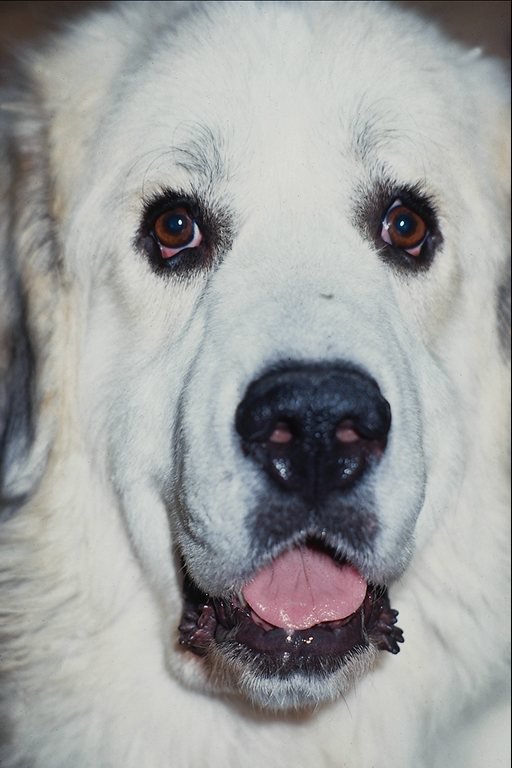 №24052 - собаки - оригинал