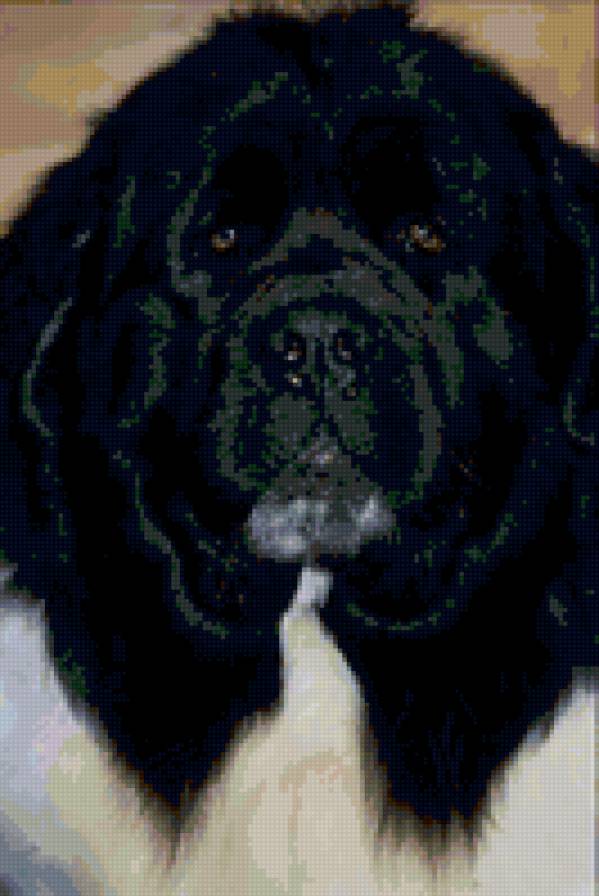 №24053 - собаки - предпросмотр