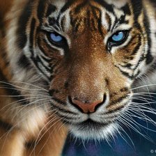 Схема вышивки «Тигр с голубыми глазами»