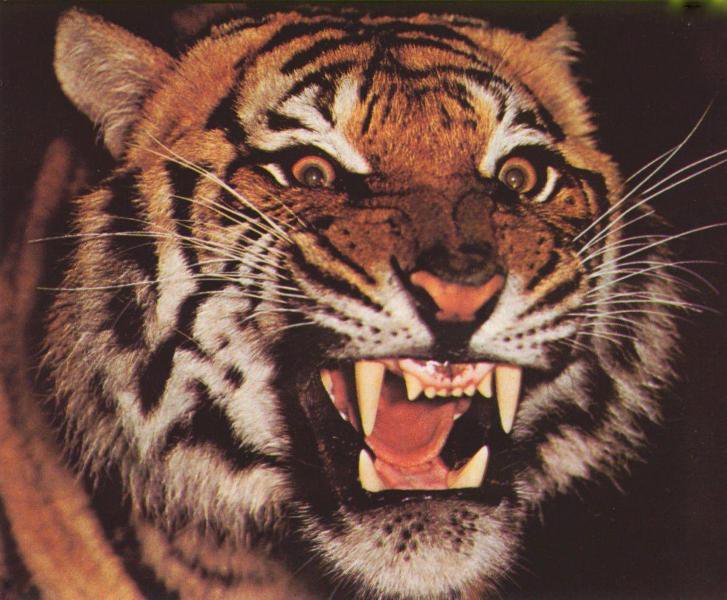 Тигр с открытой пастью - оригинал