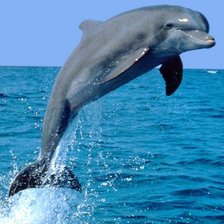 Схема вышивки «дильфин»