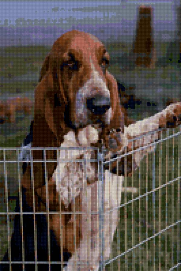 №24417 - собаки - предпросмотр