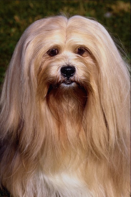 №24418 - собаки - оригинал