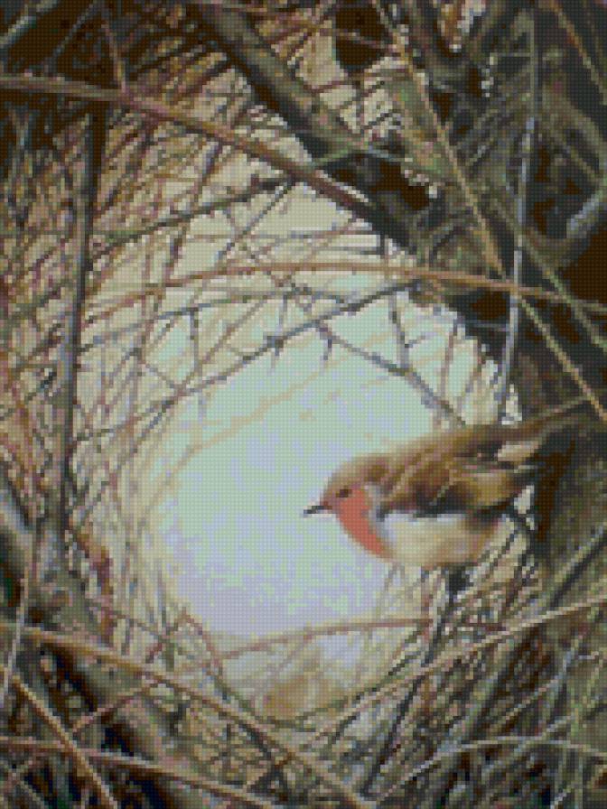 красная грудка - животные, природа - предпросмотр