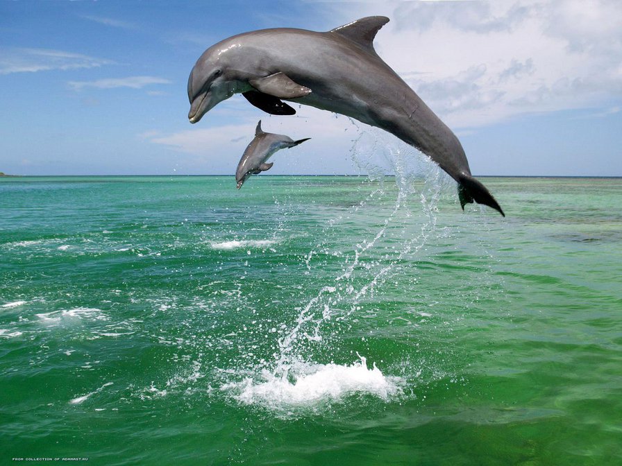 Дельфин - море - оригинал