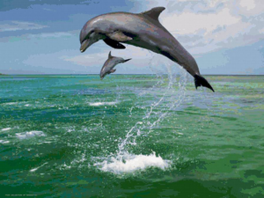 Дельфин - море - предпросмотр